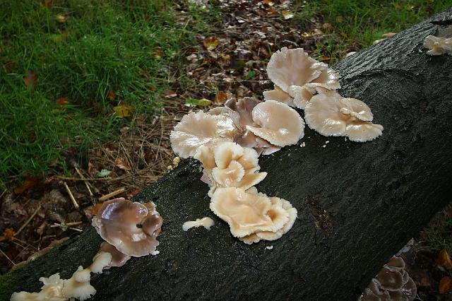 06 Paleis Soestdijk.jpg